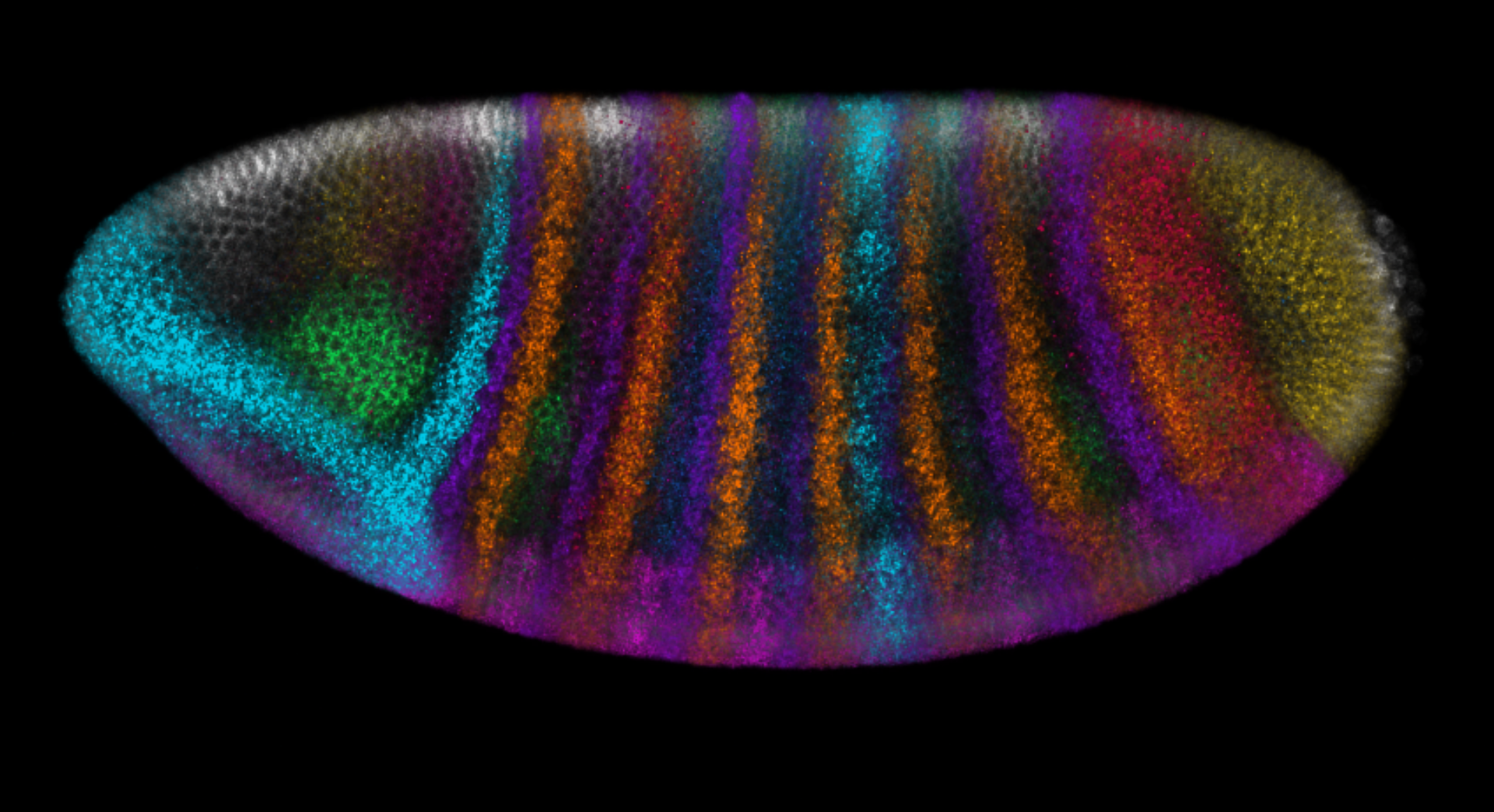 A fly embryo stained for different genes.